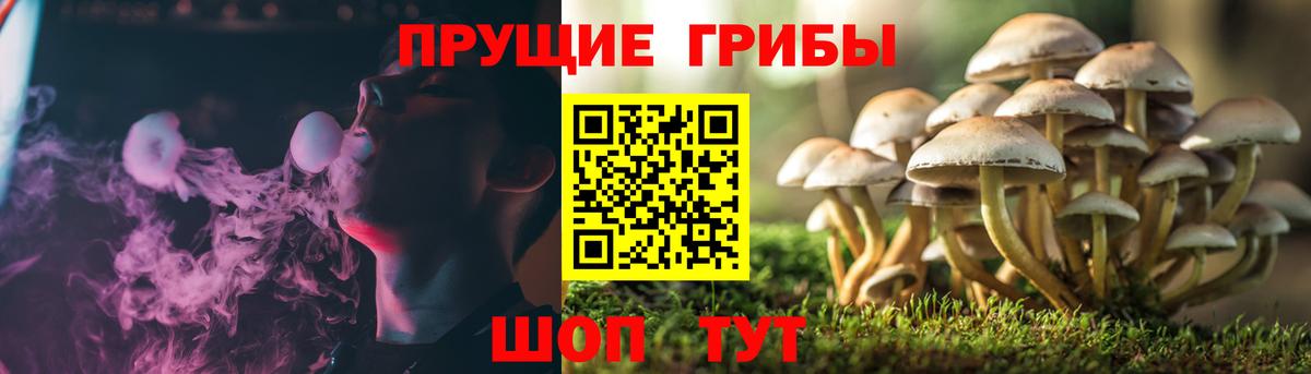 Галлюциногенные грибы Psilocybine cubensis  Вход с VPN  Ефремов 